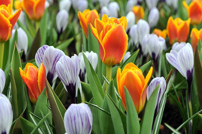 Crocus vernus 'Pickwick',Tulipa 'Cape Cod'