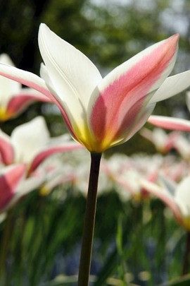 Tulipa batalini,Tulipa humilis,Tulipa bakeri,Tulipa clusiana,Tulipa chrysantha, Tulipa dasystemon,Tulipa hageri,Tulipa sylvestris,Tulipa turkestanica,Tulip Species, Rock Garden Tulips, Wild Tulips