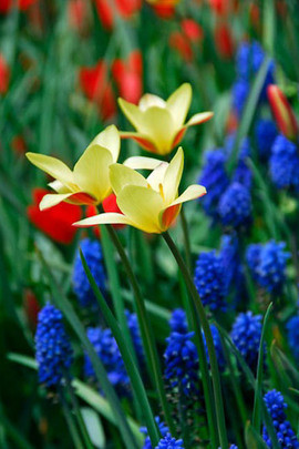 Tulipa batalini,Tulipa humilis,Tulipa bakeri,Tulipa clusiana,Tulipa chrysantha, Tulipa dasystemon,Tulipa hageri,Tulipa sylvestris,Tulipa turkestanica,Tulip Species, Rock Garden Tulips, Wild Tulips