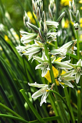 Ornithogalum nutans