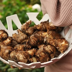 Planting bulbs, planting daffodils, daffodils in pots, daffodils in container, how to plant bulbs in pot