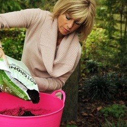 Planting bulbs, planting daffodils, daffodils in pots, daffodils in container, how to plant bulbs in pot