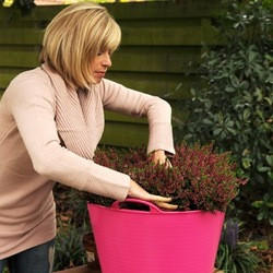 Planting bulbs, planting daffodils, daffodils in pots, daffodils in container, how to plant bulbs in pot