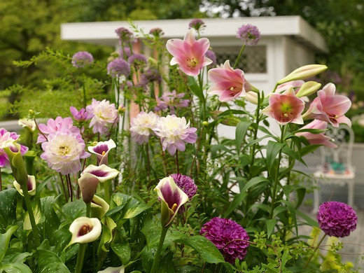 Allium senescens,Dahlia Ferncliff Illusion,Dahlia Marble Ball,Zantedeschia Picasso?