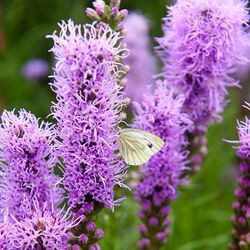 Liatris spicata, Button Snakeroot information, Dense Blazing Star information, Kansas Gayfeather information, Spike Gayfeather information