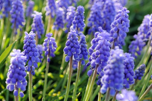 Muscari, Bulbs that naturalize, perennial bulbs