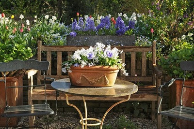 Bulbs in pot, Narcissus in pot, Hyacinth in pot