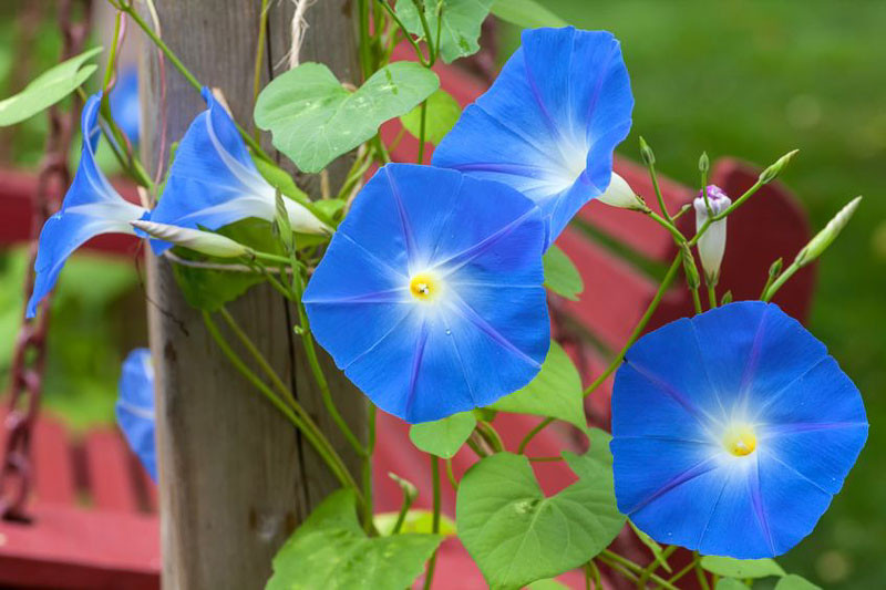 Morning Glory, Morning Glories, September Birth Flower, Birth Flowers, Birth Month Flowers, Birth Flower, Month Birth Flower