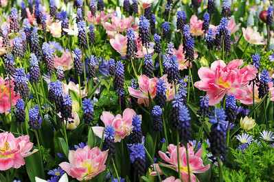 Bulb Mix ideas, Mid Spring Bulb Combinations, Early Spring Bulb Combinations, Anemone blanda 'Blue Shades,Muscari latifolium,Tulip 'Peach Blossom', Pink and blue bulb mix