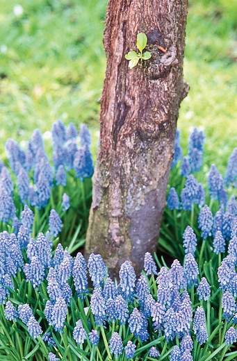 Muscari armeniacum, Grape Hyacinth, Blue Spring Bulb, Early Spring Bulb, Mid Spring Bulb