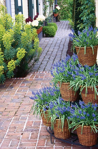 Muscari Armeniacum, Grape Hyacinth, Blue Spring Bulb, Early Spring Bulb, Mid Spring Bulb