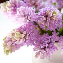 Hyacinth Splendid Cornelia, Hyacinthus Splendid Cornelia, Splendid Cornelia, Purple hyacinth