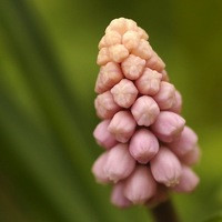 Muscari Pink Sunrise, Grape hYACINTH pink Sunrise, Pink Muscari, Pink Grape Hyacinth