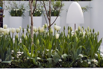 Contempory white garden, white spring flowers, Muscari botryoides, Anemone blanda white splendour, narcissus Thalia, White Tulips, White daffodils, White narcissus, White anemones, White muscari