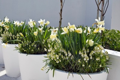 Contempory white garden, white spring flowers, Muscari botryoides, Anemone blanda white splendour, narcissus Thalia, White Tulips, White daffodils, White narcissus, White anemones, White muscari