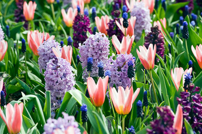 Spring Borders, Bulb Combinations, Perennial Combinations, Tulip Heart's Delight, Hyacinth Woodstock, Hyacinth Splendid Cornelia, Muscari Latifolium, Spring Border Idea, Early spring border