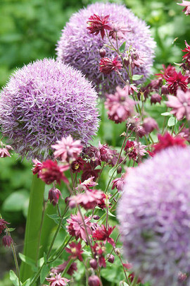 19+ Allium Companion Plants