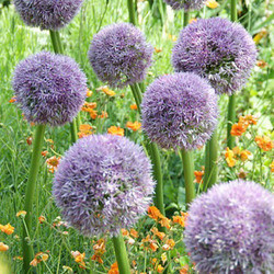 allium, Ornamtental onion, Ornamental garlic