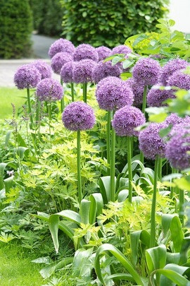 Contemporary blue garden, Blue spring flowers, grape hyacinths, Muscari, Scilla siberica, Anemone blanda, Iris reticulata, alliums, Grecian Windflowers