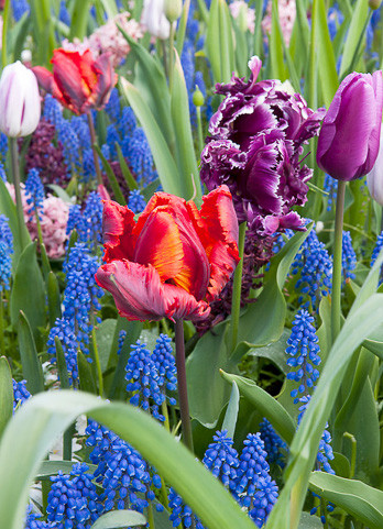 Container Ideas, Spring Container Ideas, Tulip Mustang,Tulip Curly Sue, Tulip Flaming Parrot, Narcissus Erlicheer, Leucojum Aestivum