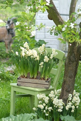 Narcissus 'Bridal Crown', Traditional white garden, white spring flowers, grape hyacinths, Muscari botryoides, Anemone blanda white splendour, narcissus Thalia, narcissus bridal Crown, Snowdrops, Galanthus Nivalis, Leucojum Gravetye Giant