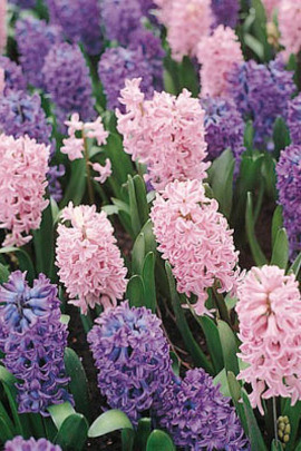 Hyacinthus Blue Jacket, Spring bulb combination Pink Hyacinth, Anemone blanda Blue shades, Spring bulb combination
