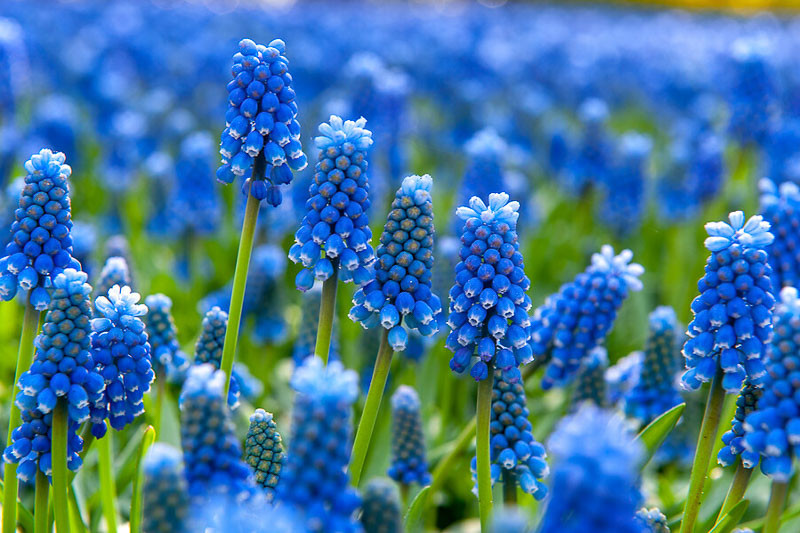 Muscari armeniacum, Grape Hyacinth