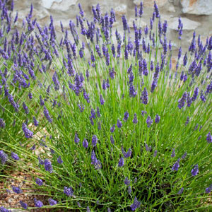 Lavender, English Lavender, Spanish lavender, French Lavender, Common lavender, True Lavender, Spike lavender, lavandula angustifolia, lavandula dentata, lavandula stoechas, lavandula x inter