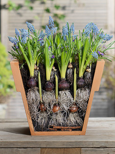 Anemone blanda 'Blue Shades',Hyacinthus 'Peter Stuyvesant',Lasagna layering,Muscari aremeniacum,Tulipa