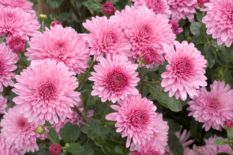 Decorative Chrysanthemum, Chrysanthemum