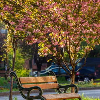 Japanese Flowering Cherries, Prunus pendula, Prunus sargentii, Prunus serrulata, Prunus x yedoensis, Prunus x subhirtella, Spring clowers, Cherry blossoms