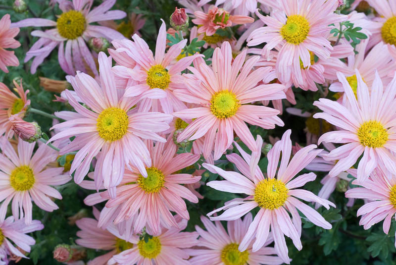 Semi-Double Chrysanthemum, Chrysanthemum