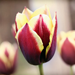 Tulip, Single Early Tulip, Single Late Tulip, Double Early Tulip, Double Late Tulip, Lily Tulip, Fringed Tulip, Greigii Tulip, Parrot Tulip, Spring Flowers