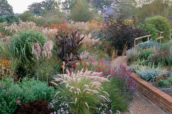 Ornamental Grasses, Miscanthus, Japanese Silver Grasses, 