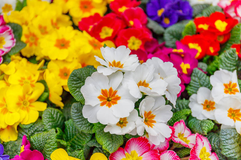 Primroses, Primrose, February Birth Flower, Birth Flowers, Birth Month Flowers, Birth Flower, Month Birth Flower