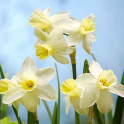 Daffodils classification, Daffodils types, Daffodils Groups, Narcissus classification, Narcissus types, Narcissus Groups, Narcissus Divisions, Daffodils Divisions