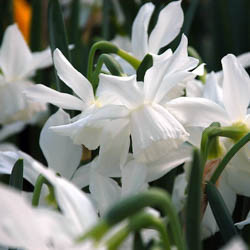 Daffodils classification, Daffodils types, Daffodils Groups, Narcissus classification, Narcissus types, Narcissus Groups, Narcissus Divisions, Daffodils Divisions