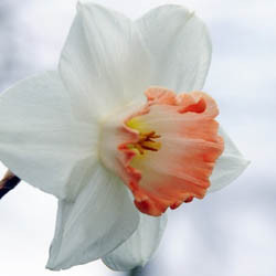 Daffodils classification, Daffodils types, Daffodils Groups, Narcissus classification, Narcissus types, Narcissus Groups, Narcissus Divisions, Daffodils Divisions