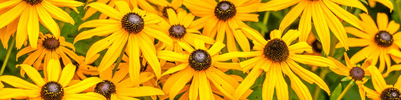 Black-Eyed Susan, Black Eye Susan, Rudbeckia, Rudbeckia hirta