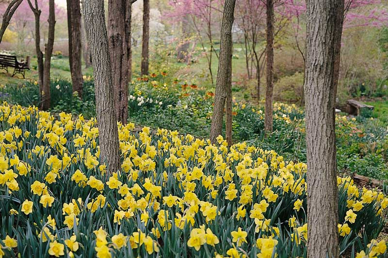 Narcissus, Daffodils, Daffodil Border, Daffodil as ground cover, How to plant spring bulbs, how to plant daffodils, daffodil planting tips, Spring Bulbs, Garden Ideas, Gardening ideas