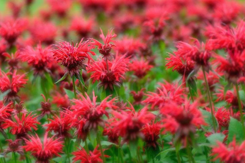  Monarda, Bee Balm, Bergamot, Horsemint, Fragrant perennials, Mildew resistant perennials, monarda didyma 