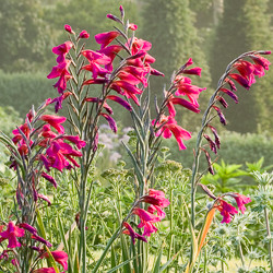 Gladiolus Types, Gladiolus Varieties, Gladiolus Grandiflora, Gladiolus Nanus, Gladiolus communis