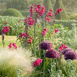 Gladiolus Types, Gladiolus Varieties, Gladiolus Grandiflora, Gladiolus Nanus, Gladiolus communis