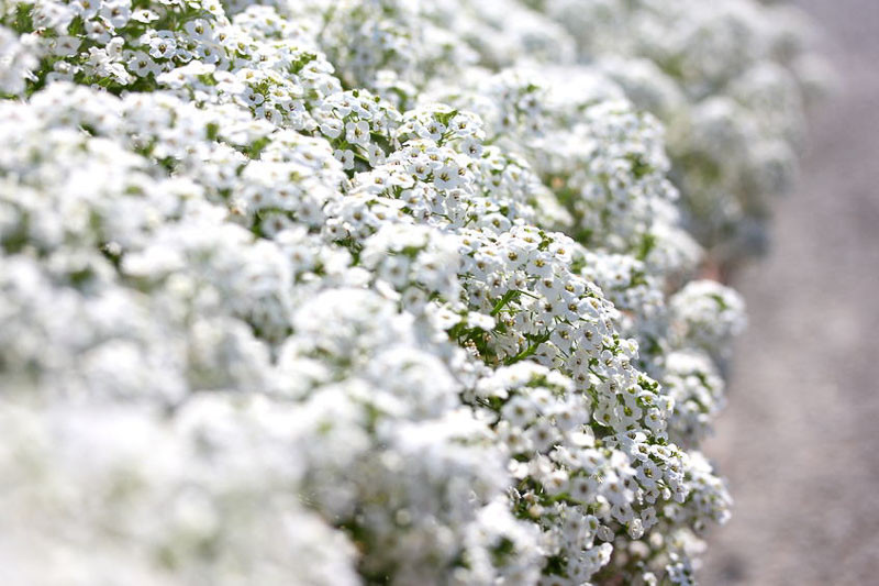 Image of Sweet Alyssum eggplant companion flower