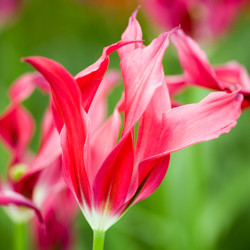 Tulip, Single Early Tulip, Single Late Tulip, Double Early Tulip, Double Late Tulip, Lily Tulip, Fringed Tulip, Greigii Tulip, Parrot Tulip, Spring Flowers