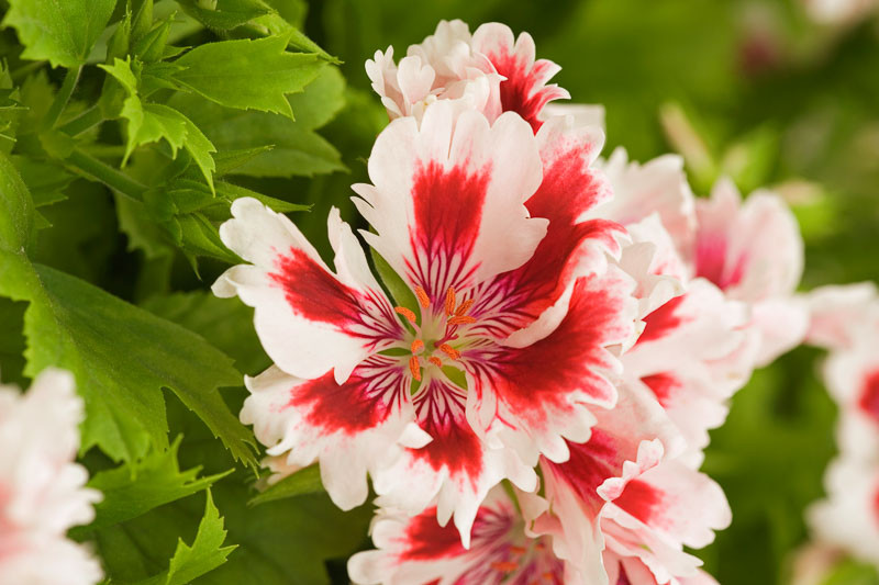 geranium, scented geranium, pelargonium, annual flowers, Companion Planting