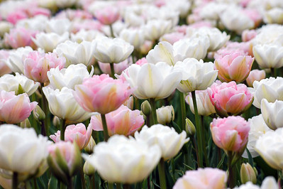 Tulip 'Angelique', Tulip 'Mount Tacoma'