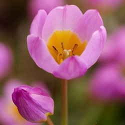 Tulip, Single Early Tulip, Single Late Tulip, Double Early Tulip, Double Late Tulip, Lily Tulip, Fringed Tulip, Greigii Tulip, Parrot Tulip, Spring Flowers