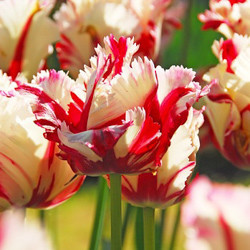 Tulip, Single Early Tulip, Single Late Tulip, Double Early Tulip, Double Late Tulip, Lily Tulip, Fringed Tulip, Greigii Tulip, Parrot Tulip, Spring Flowers