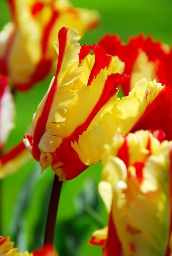 Tulip 'Flaming Parrot', Tulipe 'Flaming Parrot', Bicolor Parrot Tulips, Late blooming Parrot Tulip, Yellow & Red Tulip, Late Season Parrot Tulip 